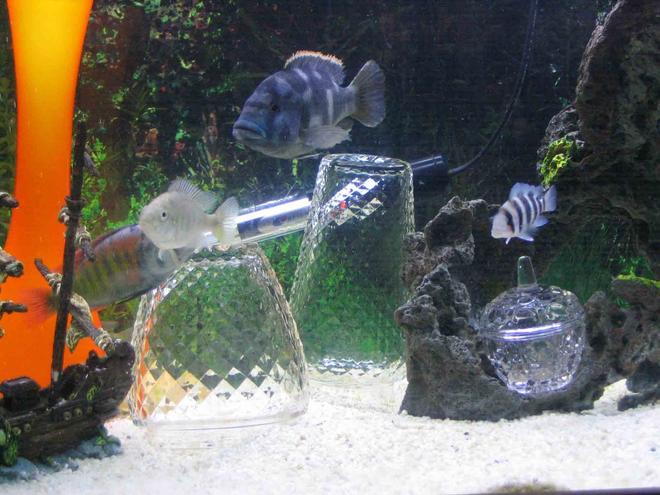 freshwater fish - cyphotilapia frontosa - frontosa cichlid stocking in 4 gallons tank - Rift lake tank, Frontosa, Flame back... vote for me