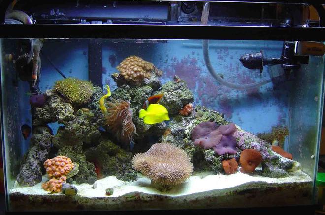 30 gallons reef tank (mostly live coral and fish) - 30 gal reef