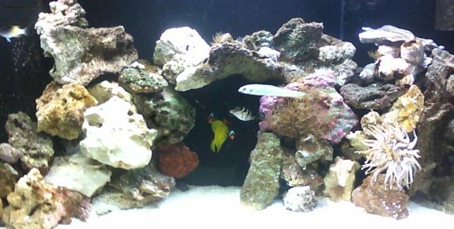 75 gallons saltwater fish tank (mostly fish, little/no live coral) - 75 flatback hex