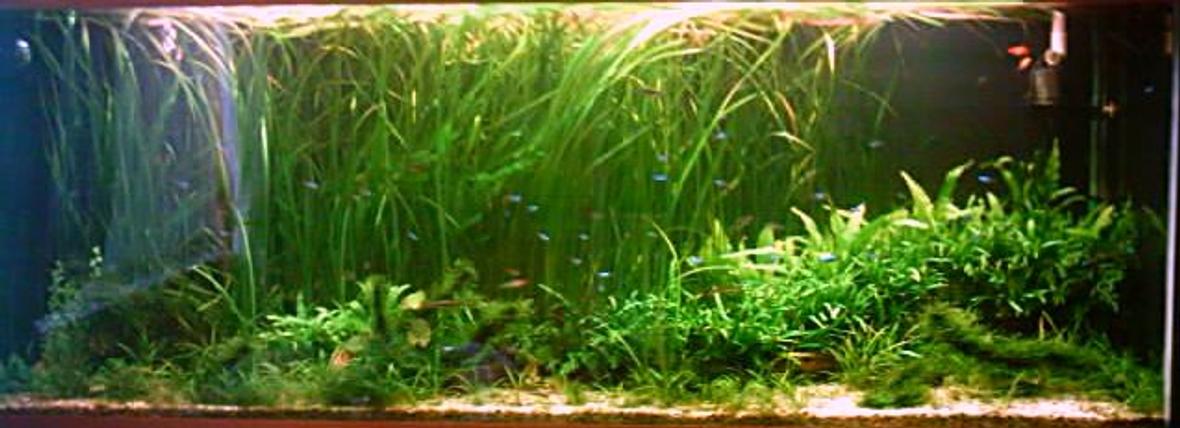 196 gallons planted tank (mostly live plants and fish) - .A piece of undiscovered Amazon...4mths old,