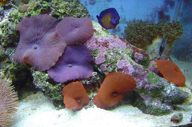 corals inverts - actinodiscus sp. - red mushroom stocking in 30 gallons tank - mushrooms and frog spawn in back ground. Beauty coral next to it.