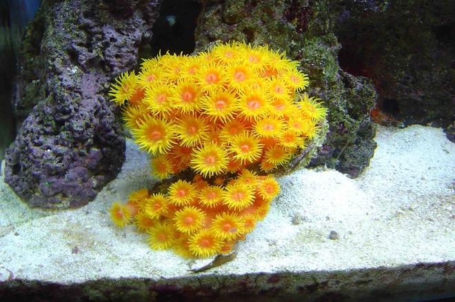 corals inverts - tubastrea faulkneri - orange sun coral stocking in 30 gallons tank - sun coral