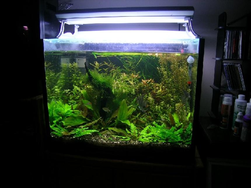 Rated #52: 34 Gallons Planted Tank - My first planted tank.