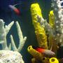 saltwater fish - nemateleotris magnifica - firefish stocking in 55 gallons tank - Fire Goby's To the Rescue!!!