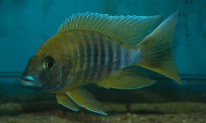 freshwater fish - aulonocara baenschi - sunshine peacock stocking in 250 gallons tank - Malawi
