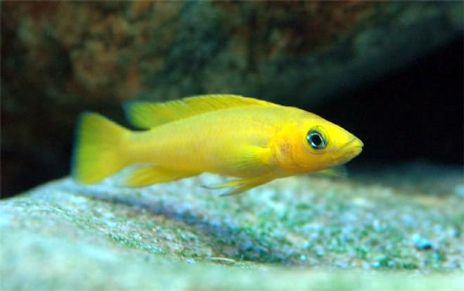 freshwater fish - neolamprologus leleupi - orange leleupi cichlid stocking in 250 gallons tank - Tanganjika