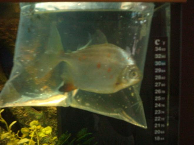 freshwater fish - metynnis argenteus - silver dollar stocking in 66 gallons tank - my red hook metynnis