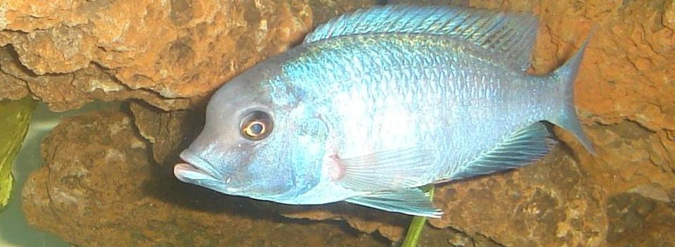 freshwater fish - cyrtocara moorii - moorei cichlid stocking in 45 gallons tank - I don't know the name of this fish. All i know is that it's from africa.
