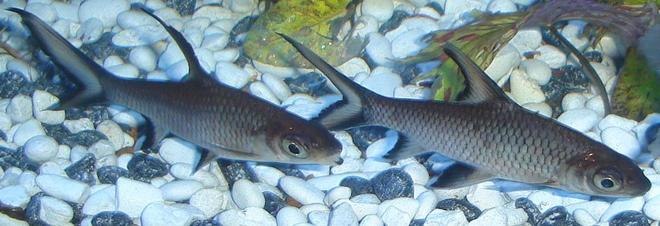 freshwater fish - balantiocheilus melanopterus - bala shark stocking in 45 gallons tank - My 2 Bala sharks.
