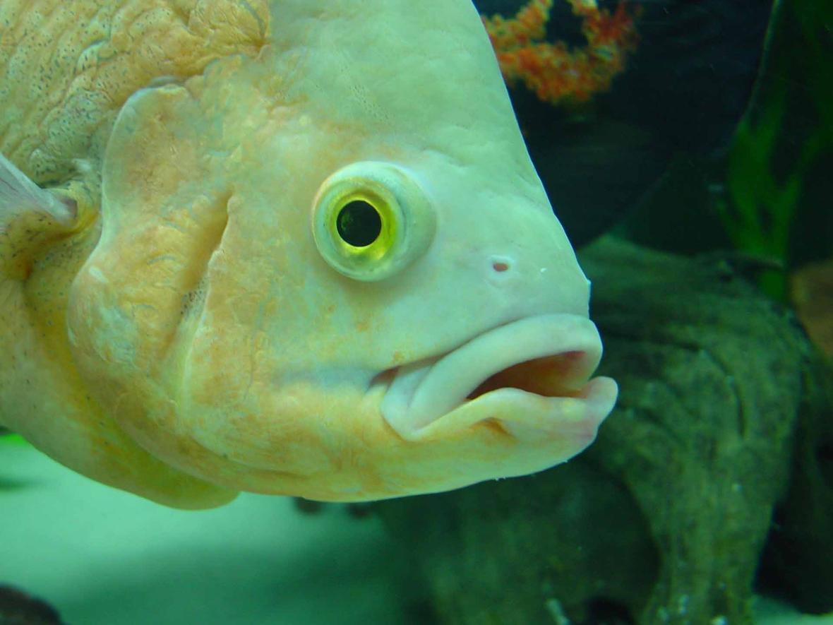 freshwater fish - astronotus ocellatus - albino oscar stocking in 50 gallons tank - JB!