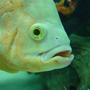 freshwater fish - astronotus ocellatus - albino oscar stocking in 50 gallons tank - JB!
