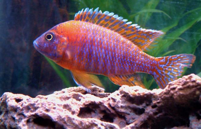 freshwater fish - aulonocara rubescens - ruby red peacock stocking in 55 gallons tank - My young Red Peacock.
