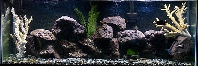 55 gallons freshwater fish tank (mostly fish and non-living decorations) - Fresh Water......very aggressive Tank