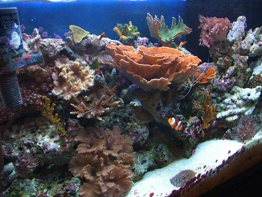 Rated #27: 29 Gallons Reef Tank - 29 Gallon Tall mixed reef