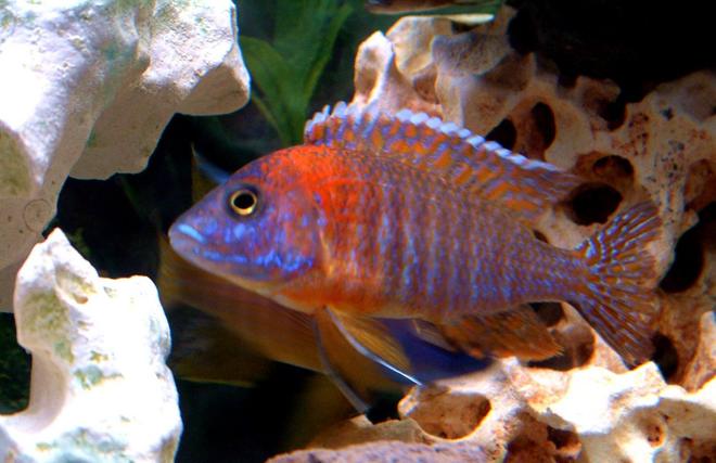 freshwater fish - aulonocara rubescens - ruby red peacock stocking in 55 gallons tank - Red Peacock
