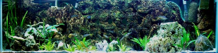 Rated #58: 125 Gallons Planted Tank - 125 gallon DIY Background Honoring Lake Tanganyika