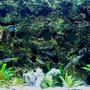 125 gallons planted tank (mostly live plants and fish) - 125 gallon DIY Background Honoring Lake Tanganyika