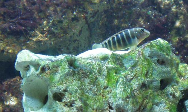 freshwater fish - tanganicodus irsacae - jeweled goby cichlid stocking in 125 gallons tank - Goby Cichlid, Red XII perches upon the rock he munches from.