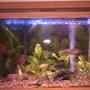 29 gallons planted tank (mostly live plants and fish) - Gourami 29 gallon: 1 - Male Gold Gourami 1 - Female Gold Gourami 1 - Male Paradise Fish 1 - Female Paradise Fish 2 - Male Dwarf Gourami 2 - Powder Blue Dwarf Gourami 1 - Pleco 4 - Amazon Swords 2 - Elodia 2 - Water Trumpet