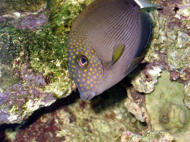 saltwater fish - acanthurus nigrofuscus - lavender tang stocking in 100 gallons tank - Spot Face Tang