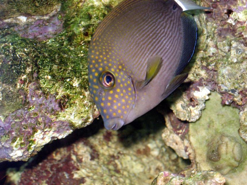 Rated #23: Saltwater Fish - Acanthurus Nigrofuscus - Lavender Tang Stocking In 100 Gallons Tank - Spot Face Tang