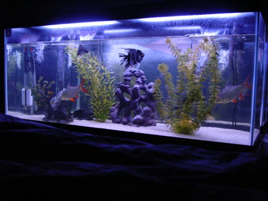 Rated #138: 60 Gallons Freshwater Fish Tank - 60 gallon tank with 20 pounds of white sand 2 60 gallon top fin fliters. 1 angle, 2 tin foil barbs, 1 bala shark, 1 geromi, 1 placo
