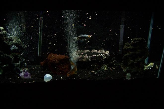 55 gallons freshwater fish tank (mostly fish and non-living decorations) - 55 gallon freshwater. It's been up and running for a little over 3 years. I'm in the process of growing new plants.