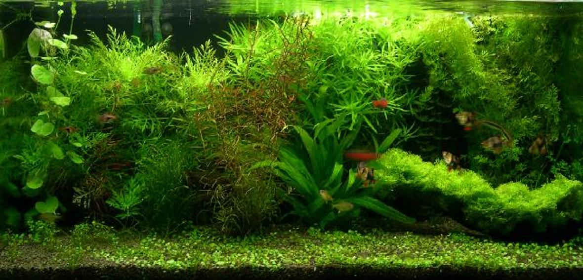 40 gallons planted tank (mostly live plants and fish) - aquabase substrate top up with fine black river stone. 2 x 30W + 2 x 35w floresent arcadia tubes 900/ltr canister filter x 1, Eheim 2213 x 1 2 x Hagen c02 diffuser (with DIY yeast mix) plant: water wisteria, Stargrass, pennywoth, Indian fern, Riccia on driftwood, amazon sword and Rotala. Glosso fish stock: 6 tiger barb, 5 Harequin, 5 Lemon Tetra, 2 flying fox, 5 Odessa Barb