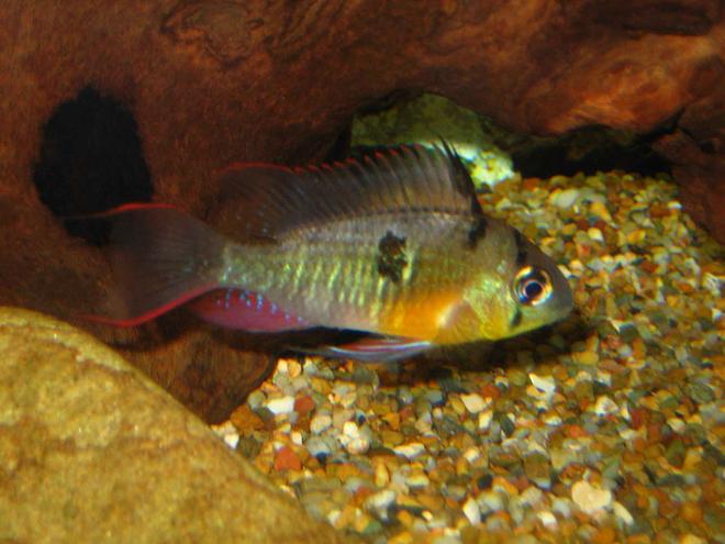 freshwater fish - microgeophagus altispinosa - bolivian ram stocking in 30 gallons tank - Bolivian Ram / Flag Fish / Mikrogeophagus altispinosus