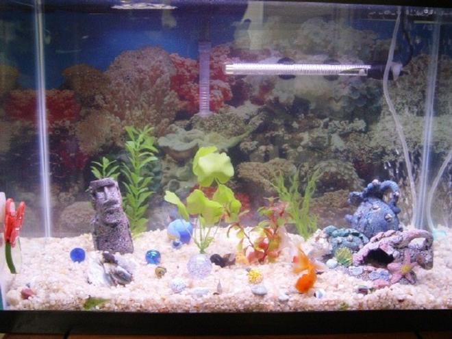20 gallons freshwater fish tank (mostly fish and non-living decorations) - This is our first fish tank. It is about 2 months old.
