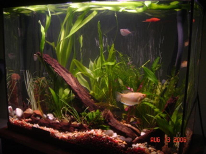 Rated #1810: 50 Gallons Planted Tank - 40G
