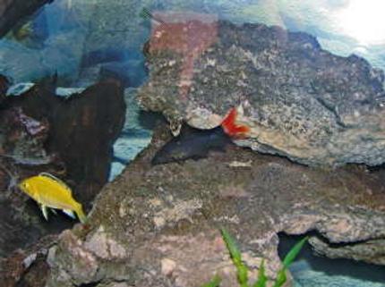 freshwater fish - labidochromis caeruleus - electric yellow cichlid stocking in 55 gallons tank - red tail and yellow lab
