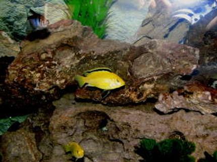 freshwater fish - labidochromis caeruleus - electric yellow cichlid stocking in 55 gallons tank - yellow lab
