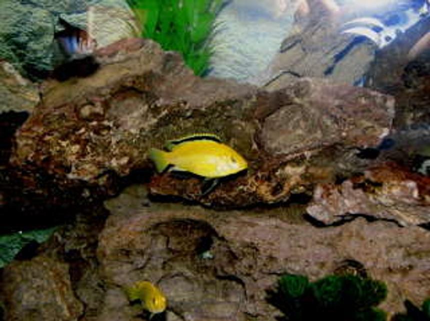 Rated #2018: Freshwater Fish - Labidochromis Caeruleus - Electric Yellow Cichlid Stocking In 55 Gallons Tank - yellow lab