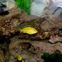 freshwater fish - labidochromis caeruleus - electric yellow cichlid stocking in 55 gallons tank - yellow lab