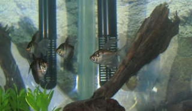 freshwater fish - nematobrycon palmeri - royal black emperor tetra stocking in 55 gallons tank - black tetras