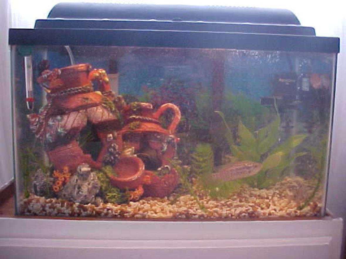 10 gallons freshwater fish tank (mostly fish and non-living decorations) - This is my 10 gallon fresh water hopeing to get a 135 gallon here shortly