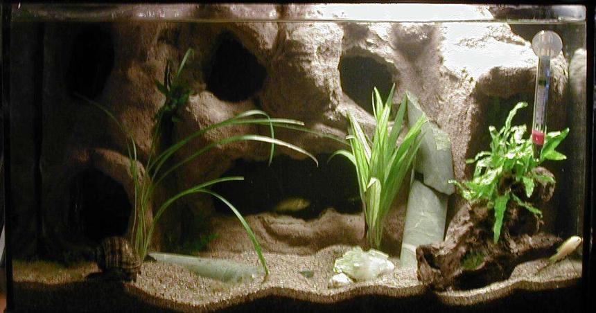 Rated #88: Freshwater Fish Tank - My DIY Background Cave Tank