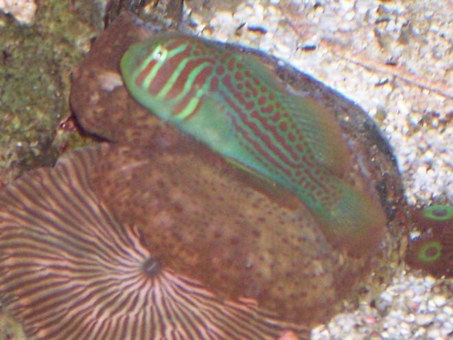 saltwater fish - gobiodon atrangulatus - clown goby, green stocking in 40 gallons tank - Green Goby resting on Mushrooms