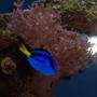 saltwater fish - paracanthurus hepatus - blue tang stocking in 40 gallons tank - Hippo Tang swimming past a Pulsing Xenia