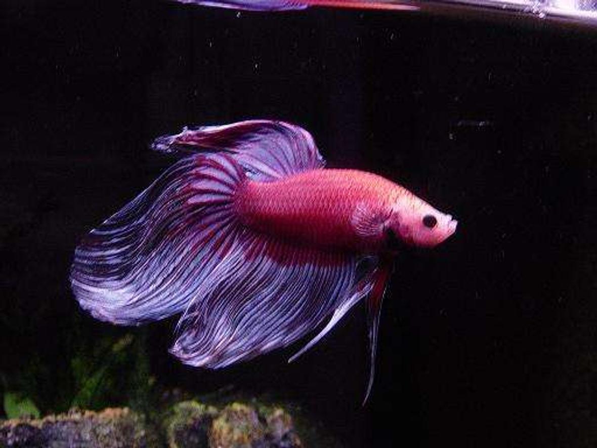 freshwater fish - betta splendens - betta - male stocking in 55 gallons tank - two year old betta