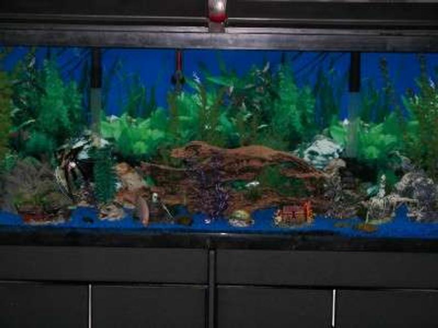 Rated #2970: 55 Gallons Freshwater Fish Tank - I run two Regent double filtration systems which filters the tank approximately 7 times a day. I use two kitchen/bath flouresent lights instead of aquarium lights to give the tank a more natural sun lit look. There are four air aquatic orniments to provide the tank with extra air.