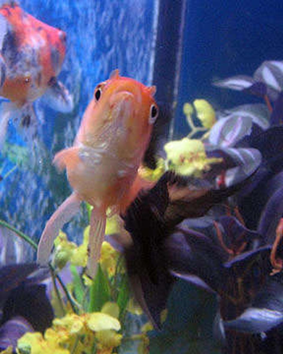 freshwater fish - carassius auratus - fantail goldfish stocking in 55 gallons tank - Velvet, a 4 inch orange and black fantail.