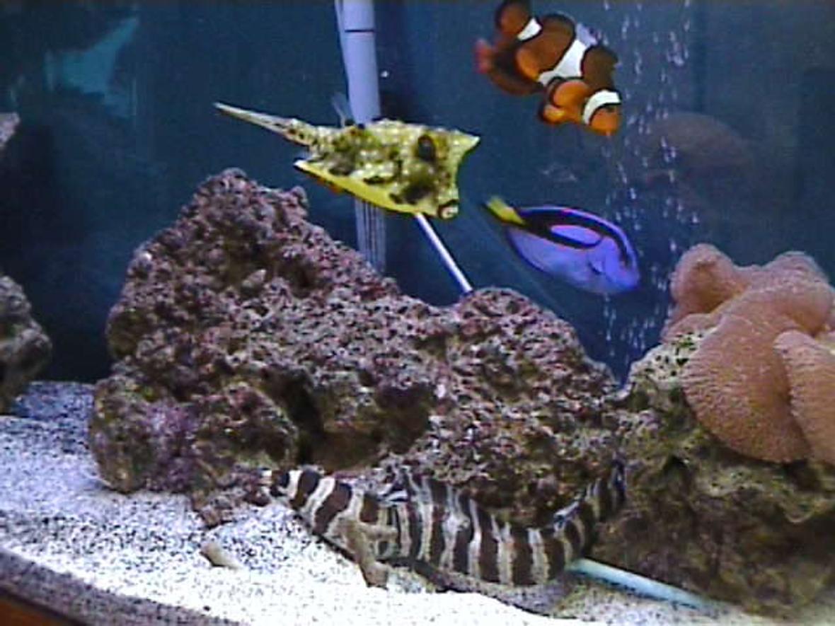 saltwater fish - lactoria cornuta - cowfish longhorn stocking in 125 gallons tank - one lil happy family