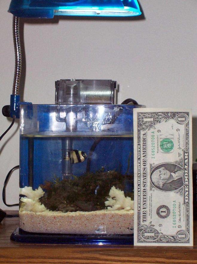 40 gallons saltwater fish tank (mostly fish, little/no live coral) - 1/2 gal. saltwater tank. It has a stripped damsel, 3 hermit crabs, a green stripped mushroom, super color colony polpys, a pink/yellow tube worm, and an arch of live rock. Its running on a small power filter, a heater that is 1/4 inch thick and a flourecent light.