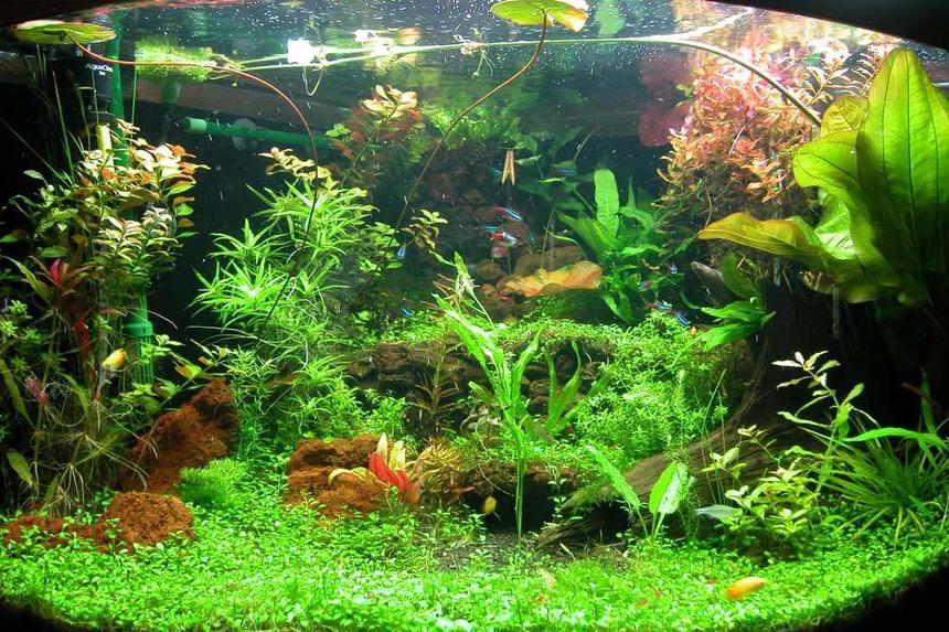 Rated #22: 92 Gallons Planted Tank - Corner tank with the back corner hardscaped into three levels with lava rock. Main cave in center is also the outlet for one of the canisters.