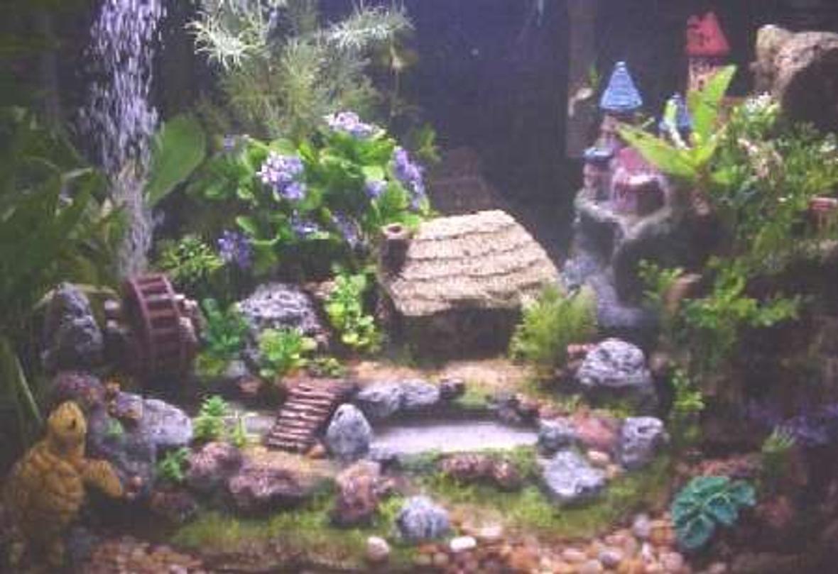 20 gallons freshwater fish tank (mostly fish and non-living decorations) - DWARFS OF THE RINGS
