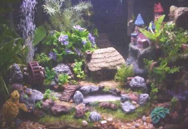 20 gallons freshwater fish tank (mostly fish and non-living decorations) - DWARFS OF THE RINGS