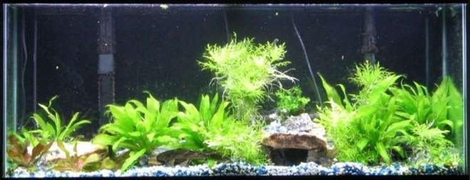 55 gallons planted tank (mostly live plants and fish) - my tank - before switch over to eco complete