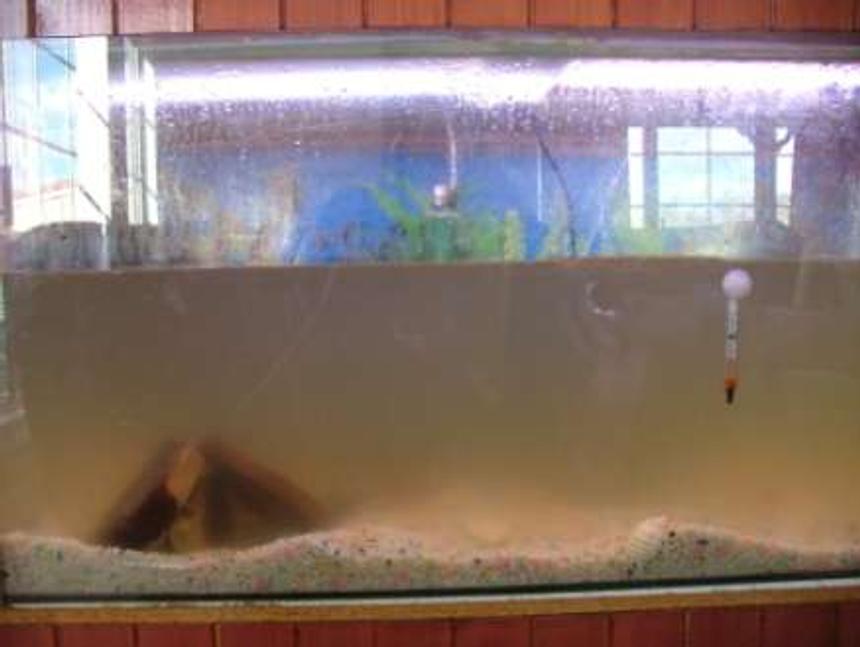 Rated #440: 1 Gallon Freshwater Fish Tank - What not to do.